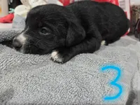 Puppy #3, a male Bernese Mountain Dog and Alapaha Blue Blood Bulldog for sale in Marcellus, MI – 1 of 2