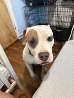 Spot, a male American Staffordshire Terrier for sale in Stratford, CT – 2 of 4