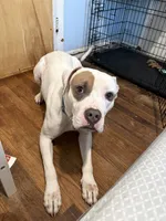 Spot, a male American Staffordshire Terrier for sale in Stratford, CT – 4 of 4