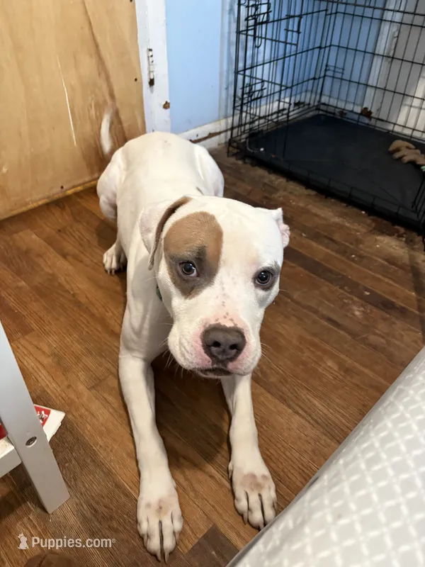 Spot – American Staffordshire Terrier puppy for sale in Stratford, CT