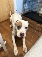 Spot, a male American Staffordshire Terrier for sale in Stratford, CT – 1 of 4