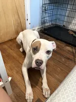 Spot, a male American Staffordshire Terrier for sale in Stratford, CT – 3 of 4