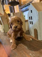 Male #3, a male Cavapoo for sale in Lawrenceburg, TN – 1 of 6