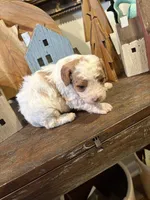 Male #5, a male Cavapoo for sale in Lawrenceburg, TN – 4 of 4
