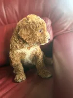 Boy #2, a male Cavapoo for sale in Lawrenceburg, TN – 6 of 8