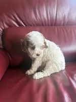 Girl #1, a male Cavapoo for sale in Lawrenceburg, TN – 2 of 6