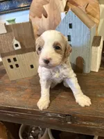 Male #4, a male Cavapoo for sale in Lawrenceburg, TN – 2 of 6