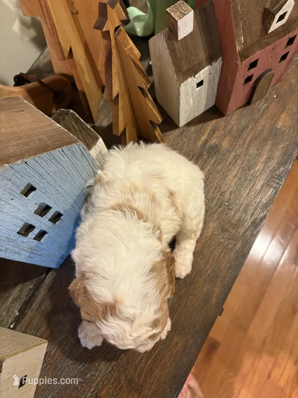 Male #5, a male Cavapoo for sale in Lawrenceburg, TN – 1 of 4