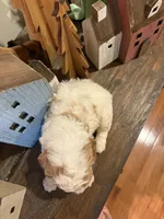 Male #5, a male Cavapoo for sale in Lawrenceburg, TN – 1 of 4