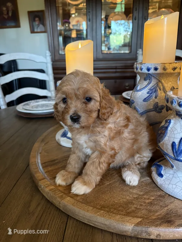 Girl #3 – Cavapoo puppy for sale in Lawrenceburg, TN