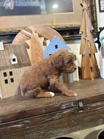 Male #3, a male Cavapoo for sale in Lawrenceburg, TN – 4 of 6