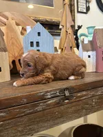 Male #3, a male Cavapoo for sale in Lawrenceburg, TN – 5 of 6