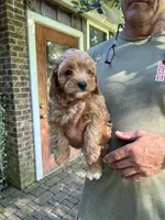 Make #5, a male Cavapoo for sale in Lawrenceburg, TN – 3 of 3
