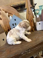 Male #4, a male Cavapoo for sale in Lawrenceburg, TN – 6 of 6