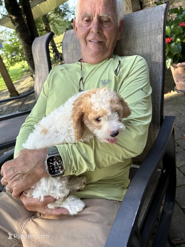 Male #3 – Cavapoo puppy for sale in Lawrenceburg, TN