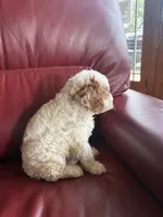 Girl #1, a male Cavapoo for sale in Lawrenceburg, TN – 5 of 6