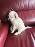 Girl #2, a male Cavapoo for sale in Lawrenceburg, TN – 5 of 5
