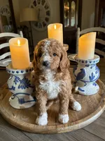 Male #6, a male Cavapoo for sale in Lawrenceburg, TN – 4 of 4