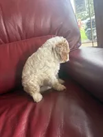 Girl #1, a male Cavapoo for sale in Lawrenceburg, TN – 4 of 6