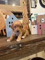 Girl #1, a male Cavapoo for sale in Lawrenceburg, TN – 2 of 5