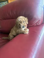 Boy #2, a male Cavapoo for sale in Lawrenceburg, TN – 4 of 8