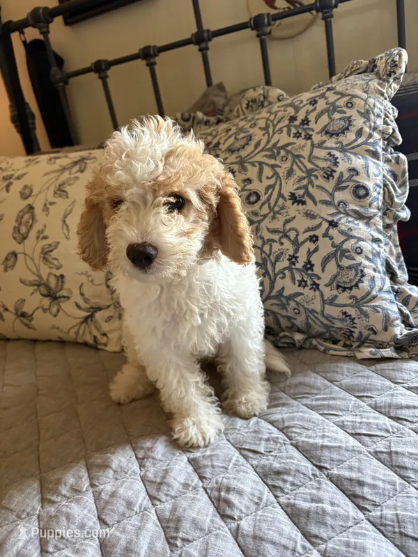 Male #3 – Cavapoo puppy for sale in Lawrenceburg, TN