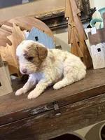 Male #5, a male Cavapoo for sale in Lawrenceburg, TN – 2 of 4