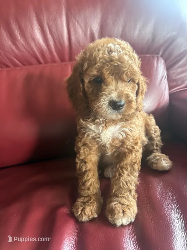 Boy #2 – Cavapoo puppy for sale in Lawrenceburg, TN