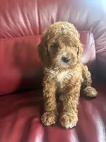 Boy #2, a male Cavapoo for sale in Lawrenceburg, TN – 1 of 8