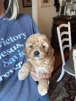 Girl #3, a male Cavapoo for sale in Lawrenceburg, TN – 2 of 4