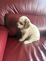 Girl #1, a male Cavapoo for sale in Lawrenceburg, TN – 6 of 6