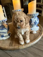 Girl #3, a male Cavapoo for sale in Lawrenceburg, TN – 3 of 4