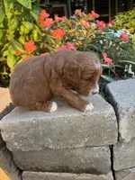 Male #1, a male Cavapoo for sale in Lawrenceburg, TN – 4 of 5