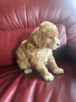 Boy #1, a male Cavapoo for sale in Lawrenceburg, TN – 4 of 6