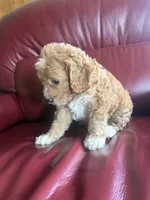 Boy #1, a male Cavapoo for sale in Lawrenceburg, TN – 5 of 6