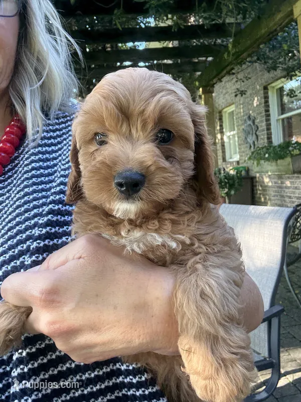 Make #5 – Cavapoo puppy for sale in Lawrenceburg, TN
