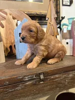 Male #2, a male Cavapoo for sale in Lawrenceburg, TN – 2 of 3
