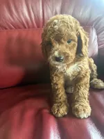 Boy #2, a male Cavapoo for sale in Lawrenceburg, TN – 7 of 8