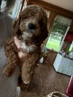 Boy #2, a male Cavapoo for sale in Lawrenceburg, TN – 2 of 8