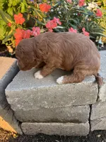 Male #1, a male Cavapoo for sale in Lawrenceburg, TN – 5 of 5