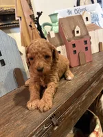 Girl #2, a male Cavapoo for sale in Lawrenceburg, TN – 1 of 4