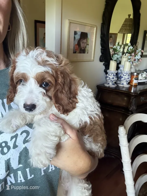 Male #4 – Cavapoo puppy for sale in Lawrenceburg, TN