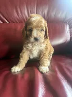Boy #1, a male Cavapoo for sale in Lawrenceburg, TN – 2 of 6