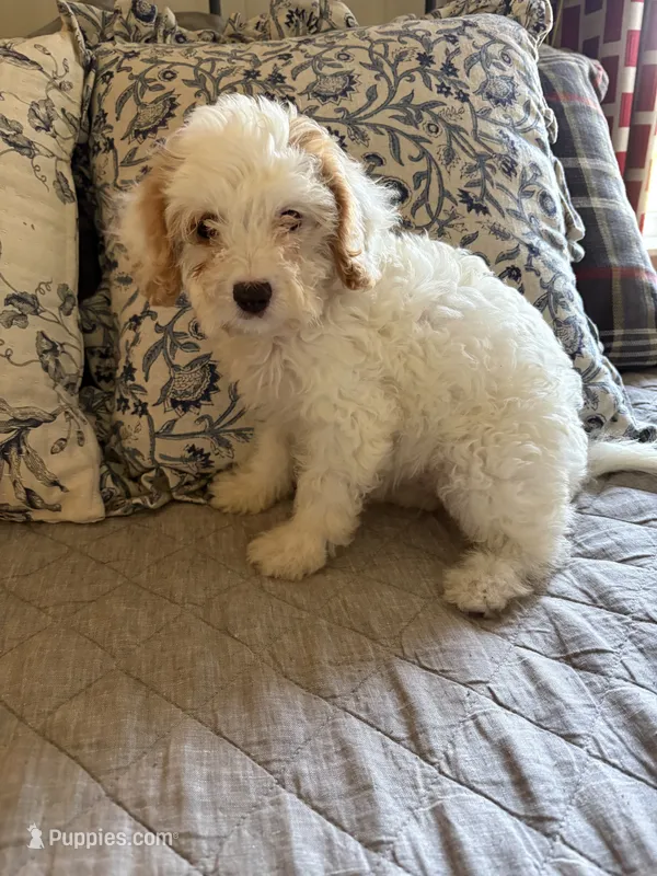 Girl #2 – Cavapoo puppy for sale in Lawrenceburg, TN