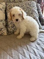 Girl #2, a female Cavapoo for sale in Lawrenceburg, TN – 1 of 7