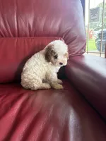 Girl #1, a male Cavapoo for sale in Lawrenceburg, TN – 3 of 6
