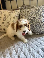 Male #4, a male Cavapoo for sale in Lawrenceburg, TN – 2 of 6