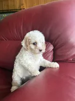 Girl #2, a male Cavapoo for sale in Lawrenceburg, TN – 4 of 5