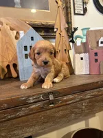 Girl #1, a male Cavapoo for sale in Lawrenceburg, TN – 3 of 5