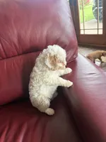 Girl #2, a male Cavapoo for sale in Lawrenceburg, TN – 2 of 5
